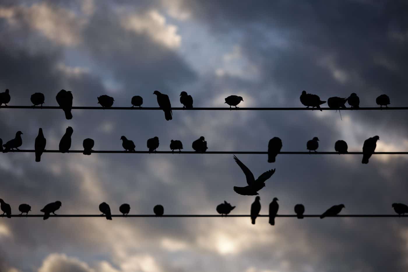 Birds on a telephone line as the sun rises in downtown Mandalay.
