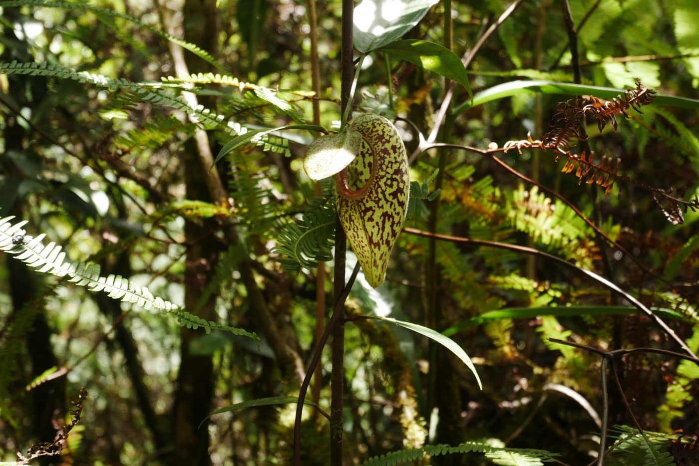 P1410474